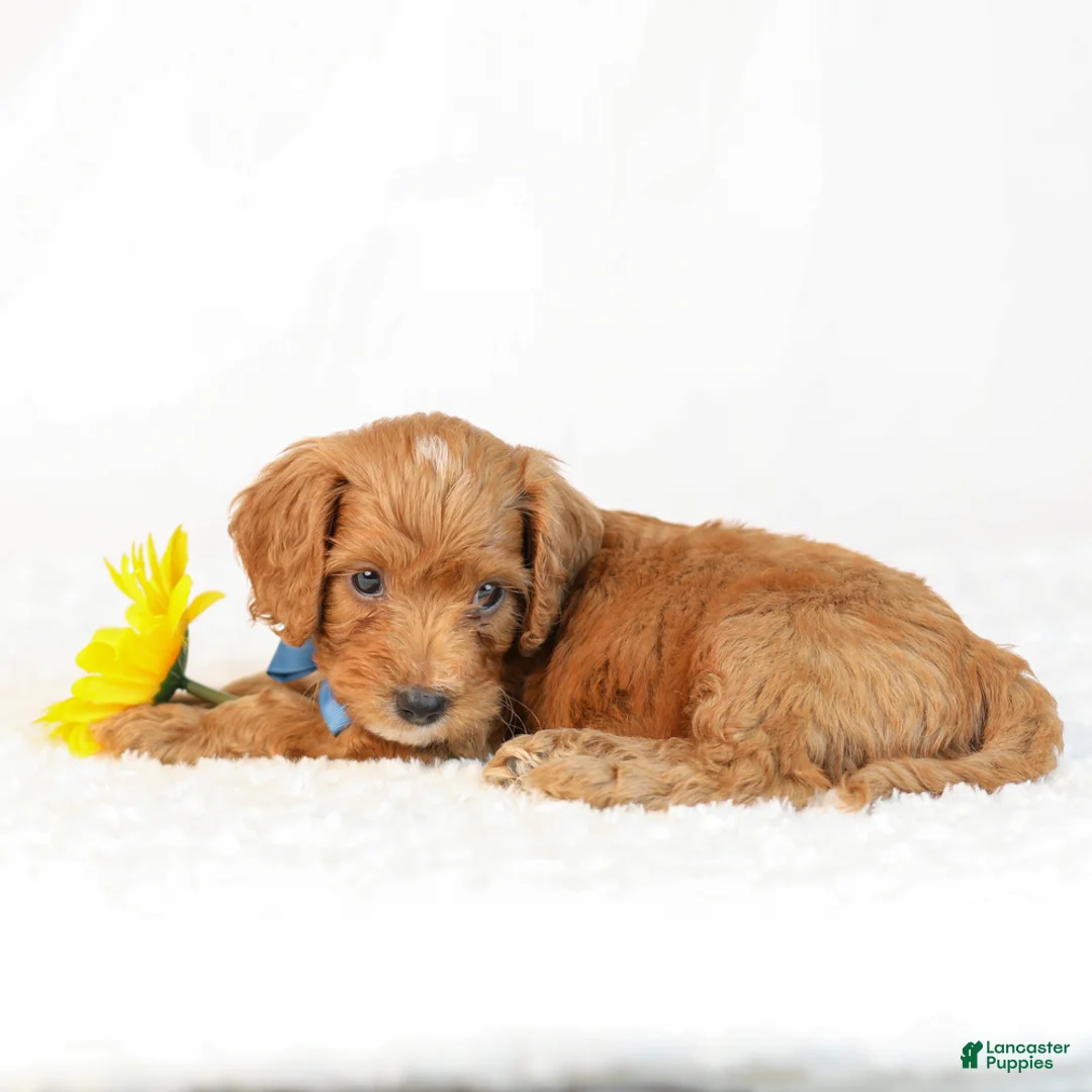 Mini Goldendoodle dogs for sale: Knox - Ad 2