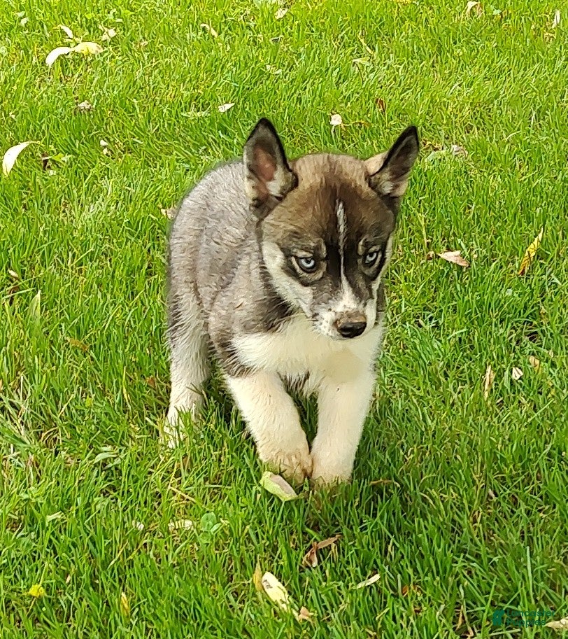 Siberian Husky dogs Sonya's male 3 - Ad 20