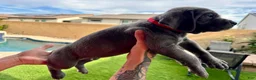 Mixed Breed dogs for sale: Mixed Breed Puppy 7 (red) - Ad 7