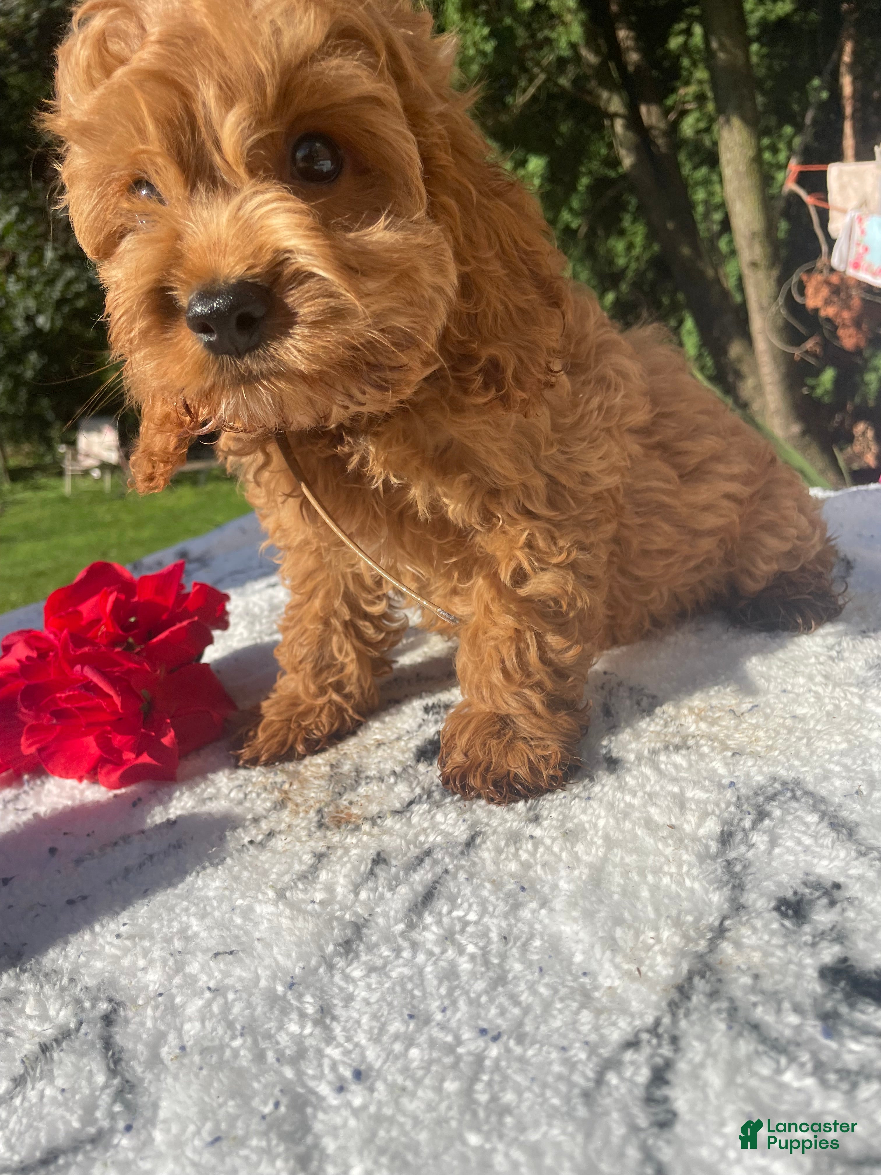 Cockapoo dogs Hudson - Ad 30
