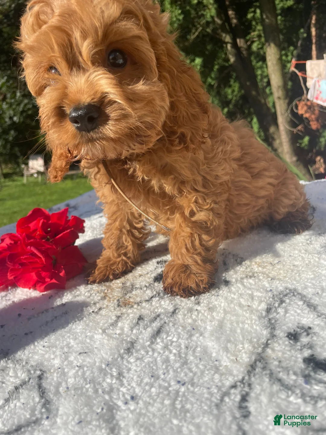 Cockapoo dogs for sale: Hudson - Ad 1