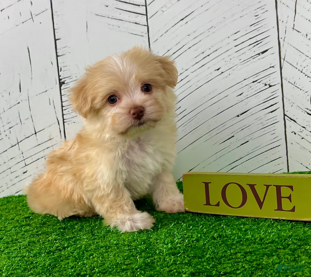 Havanese dogs for sale: Archie - Ad 2