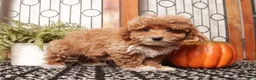Toy Poodle dogs for sale: Pecan - Teacup Poodle  - Ad 3