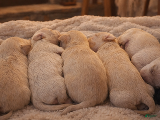 Chipoo dogs Chipoo Puppy 2 - Ad 4