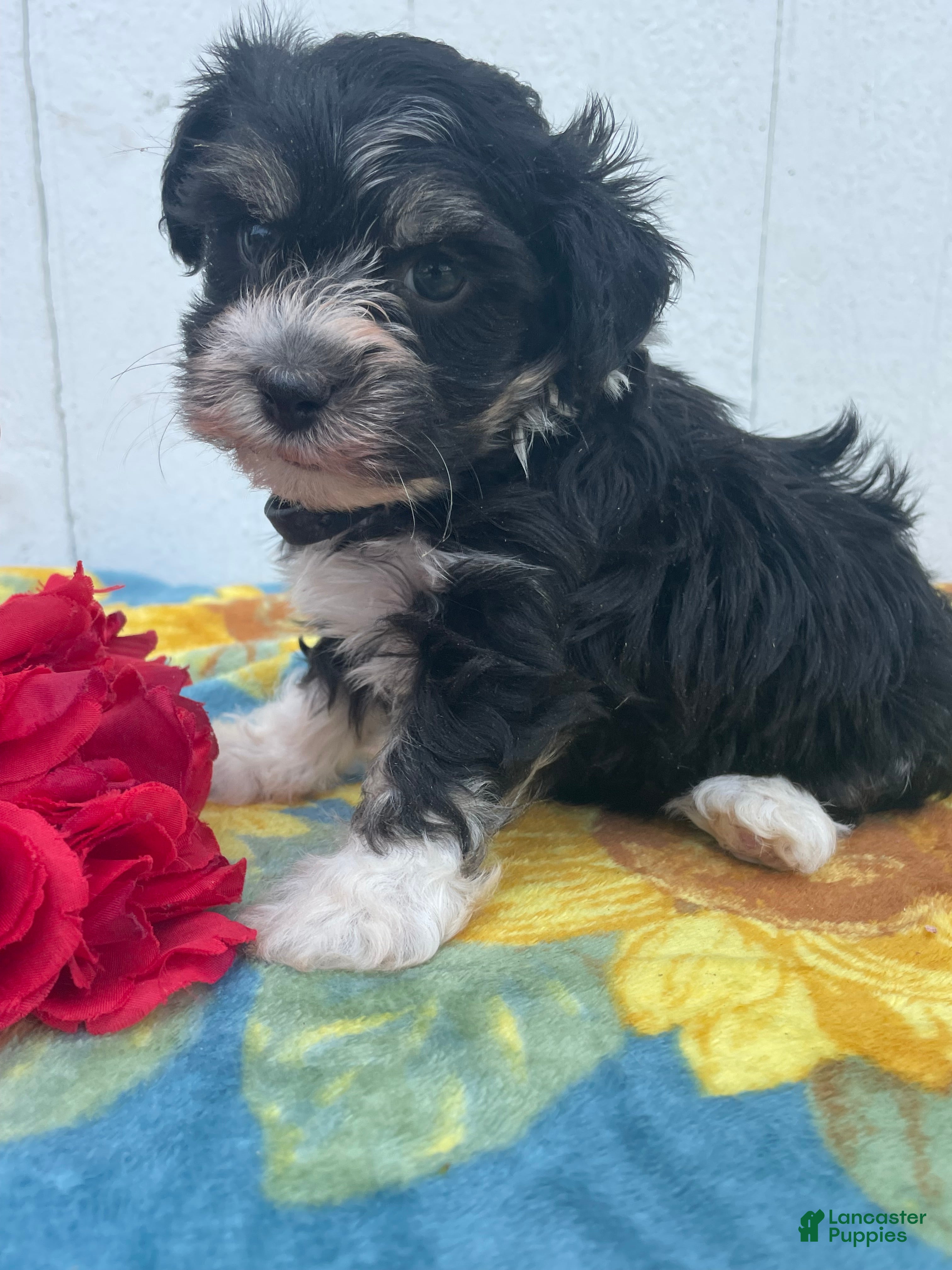 Havanese dogs Prince - Ad 35