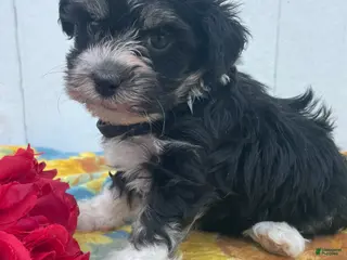 Havanese dogs Prince - Ad 35