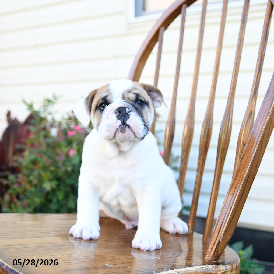 English Bulldog dogs for sale: Pudgy - Ad 4
