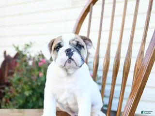 English Bulldog dogs for sale: Pudgy - Ad 4