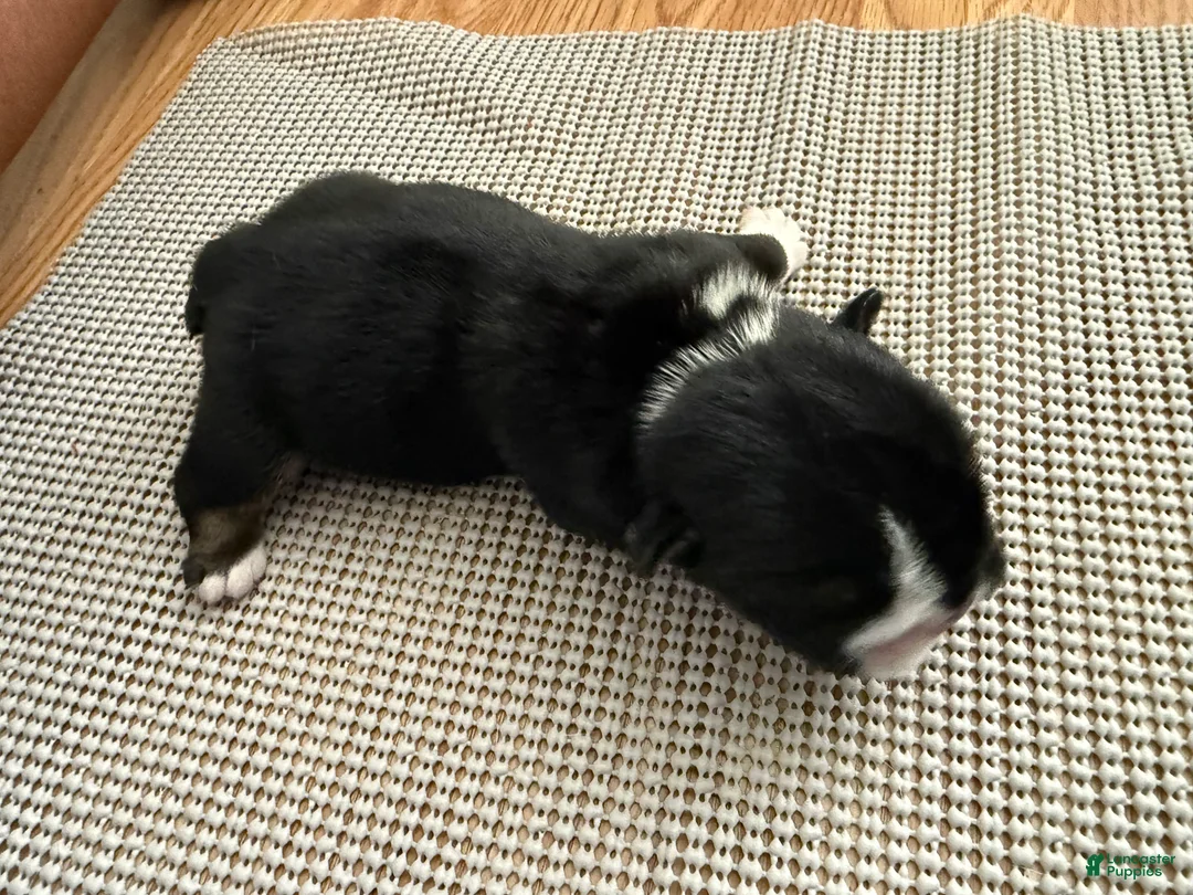 English Bulldog dogs for sale: Luigi - Ad 2