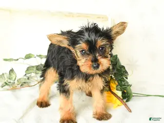 Yorkshire Terrier dogs for sale: Patrick - Ad 4