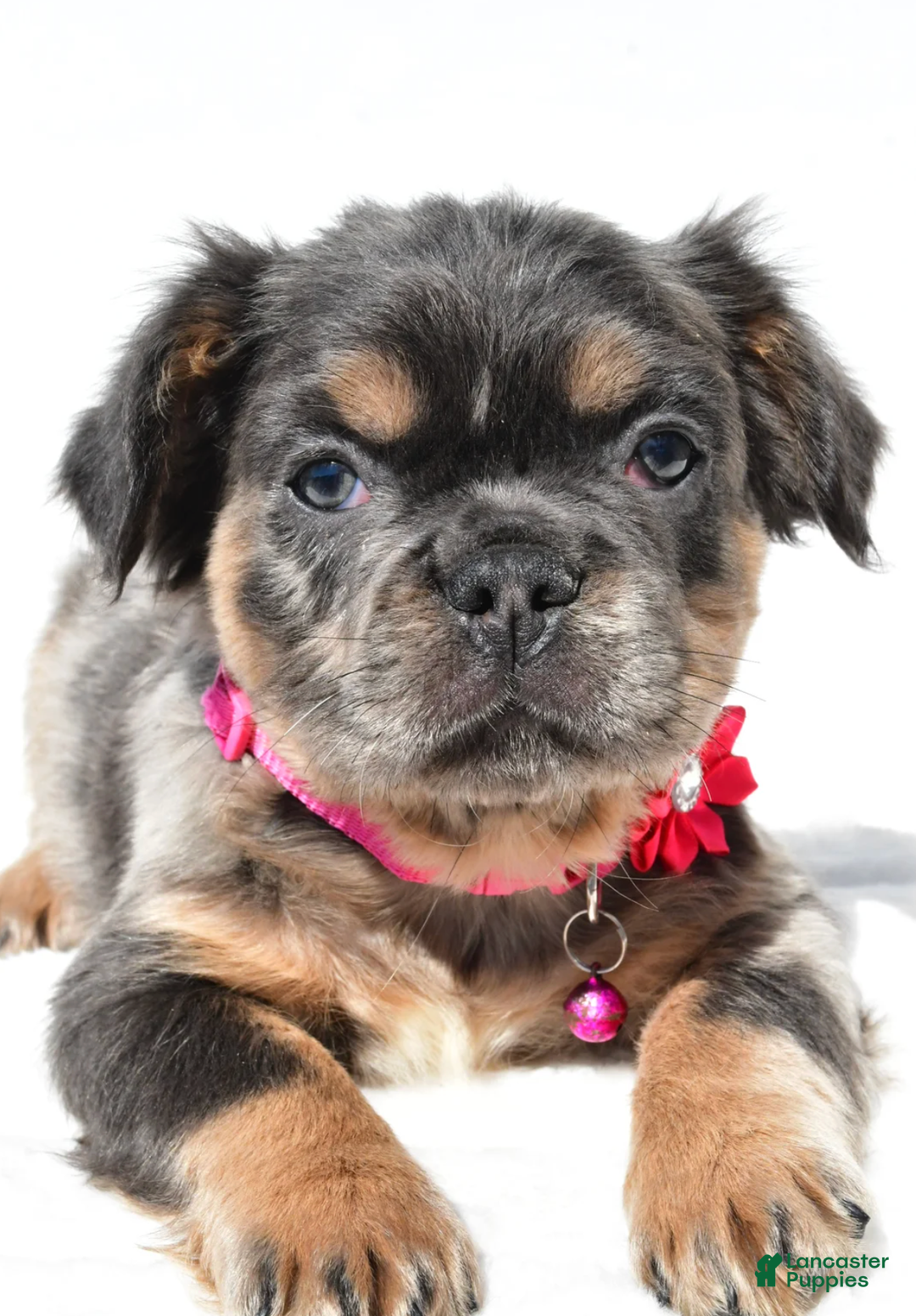 French Bulldog dogs for sale: Norma - Ad 9