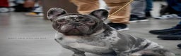 French Bulldog dogs for sale: Dobby - Ad 8