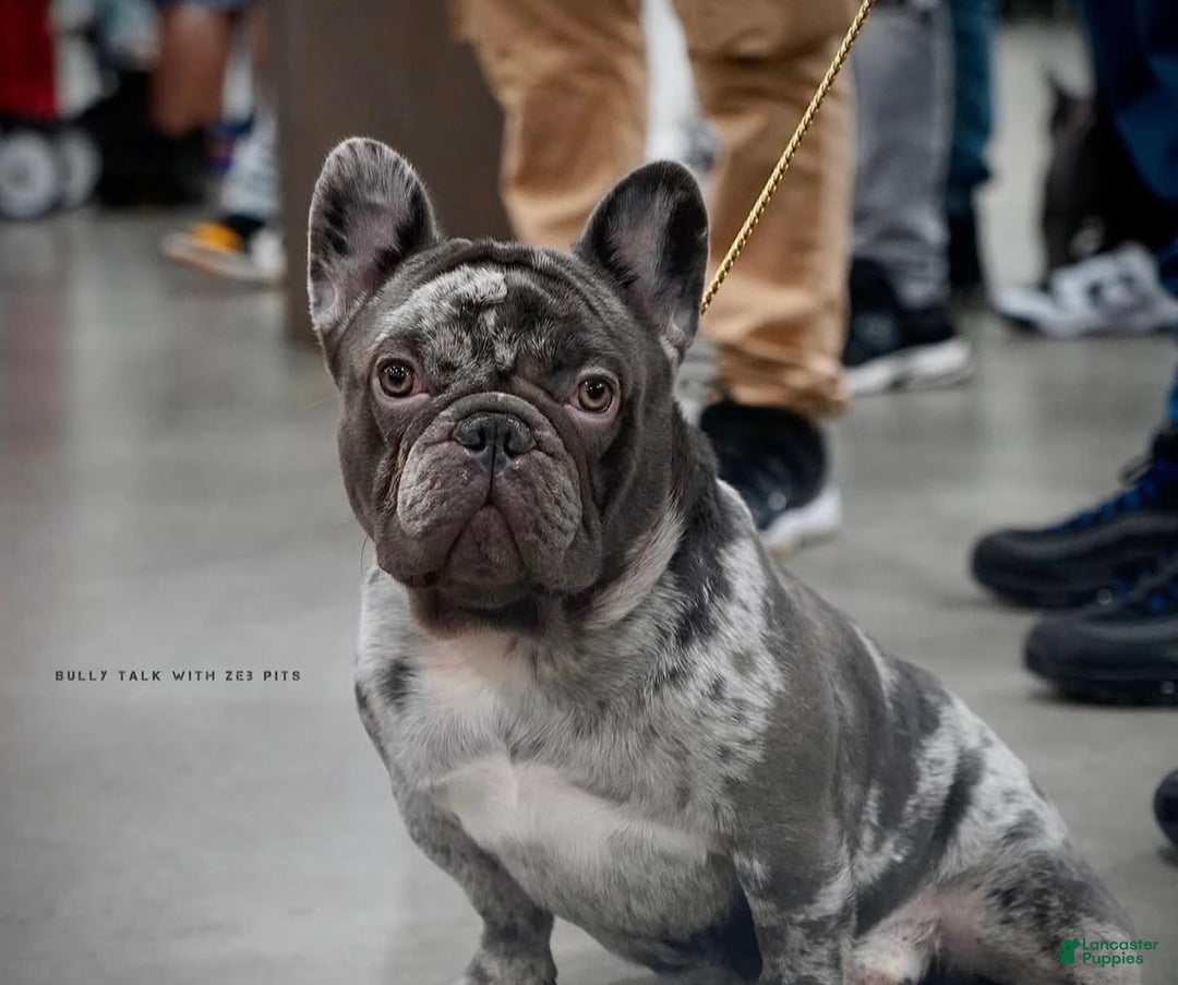 French Bulldog dogs for sale: Dobby - Ad 8