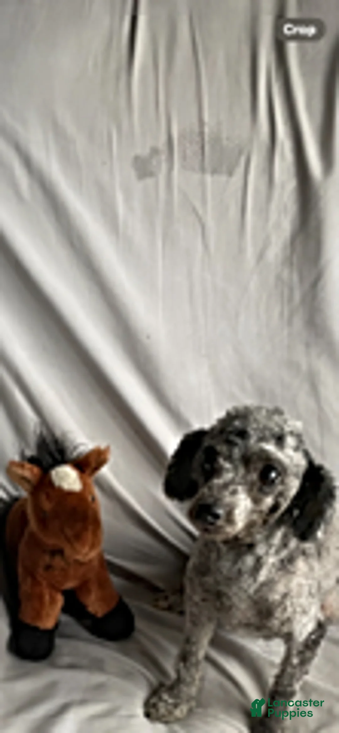 Toy Poodle dogs for sale: Eliza - Ad 2