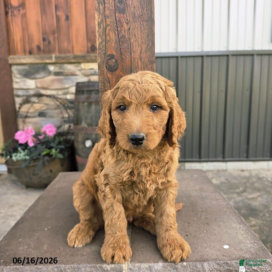 Goldendoodle dogs Jasper - Ad 1