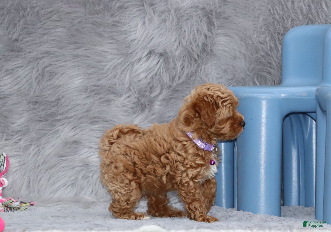 Havapoo dogs for sale: Eva 👨‍👨‍👧‍👦💞🐕 - Ad 20