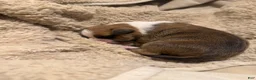 American Bully dogs for sale: American Bully 9 - Ad 10