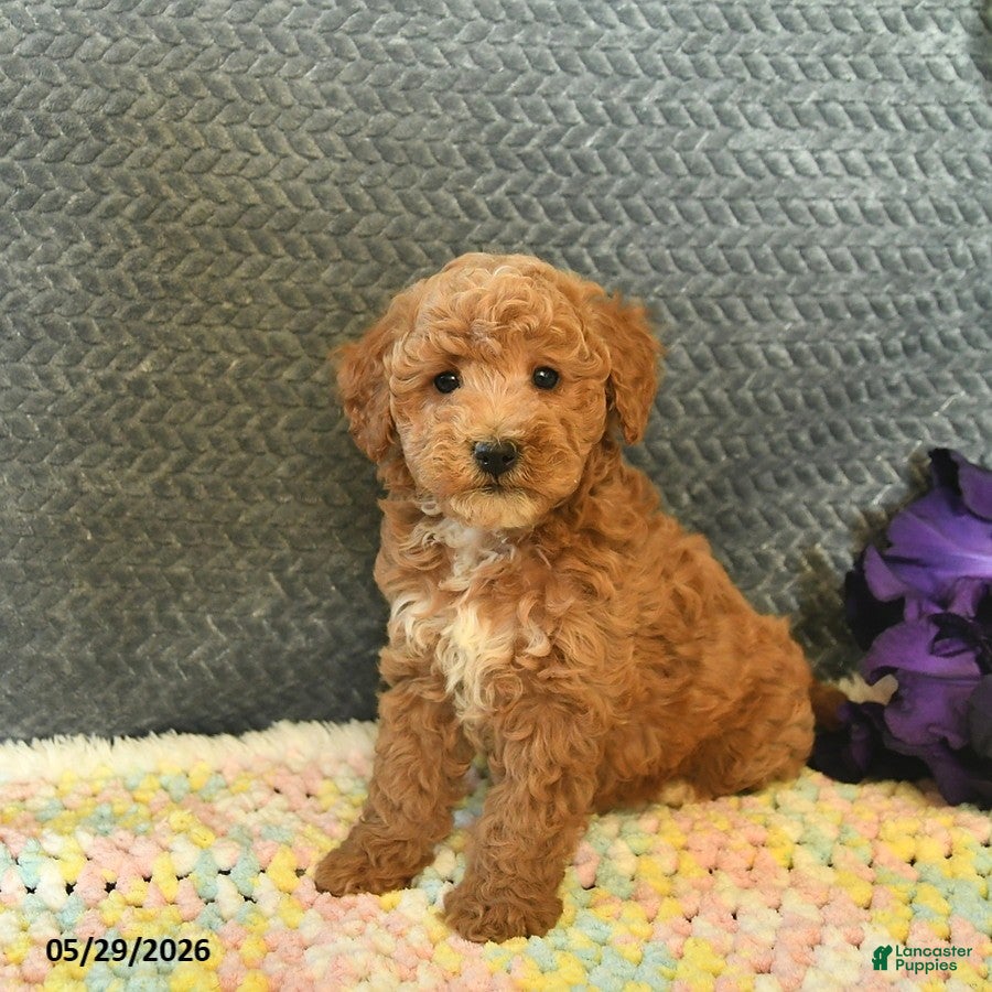 Mini Goldendoodle dogs for sale: Diamond  - Ad 1