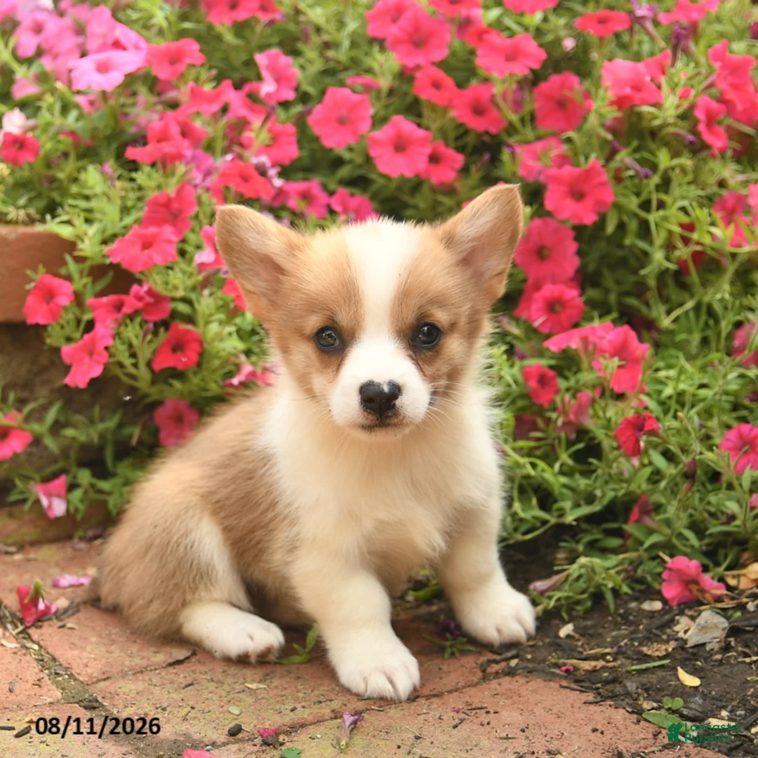 Welsh Corgi Pembroke dogs for sale: Roxey  - Ad 1