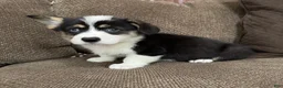 Welsh Corgi Pembroke dogs for sale: Chip - Ad 6
