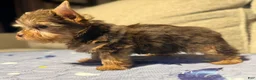 Yorkshire Terrier dogs for sale: Expresso - Ad 2