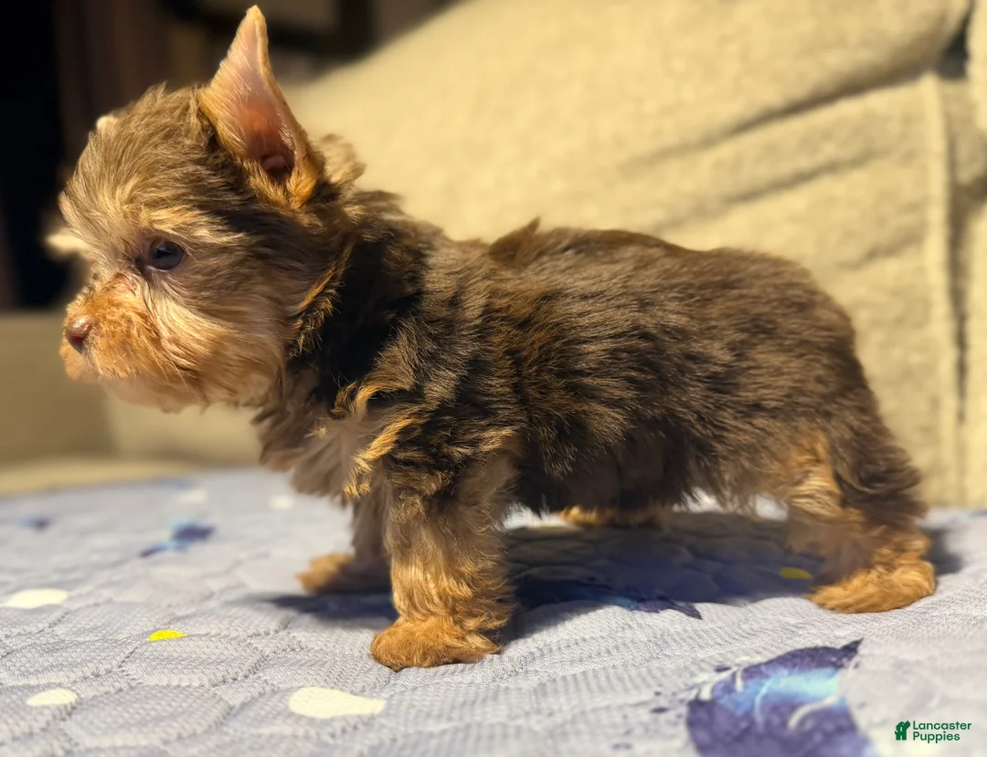 Yorkshire Terrier dogs for sale: Expresso - Ad 2