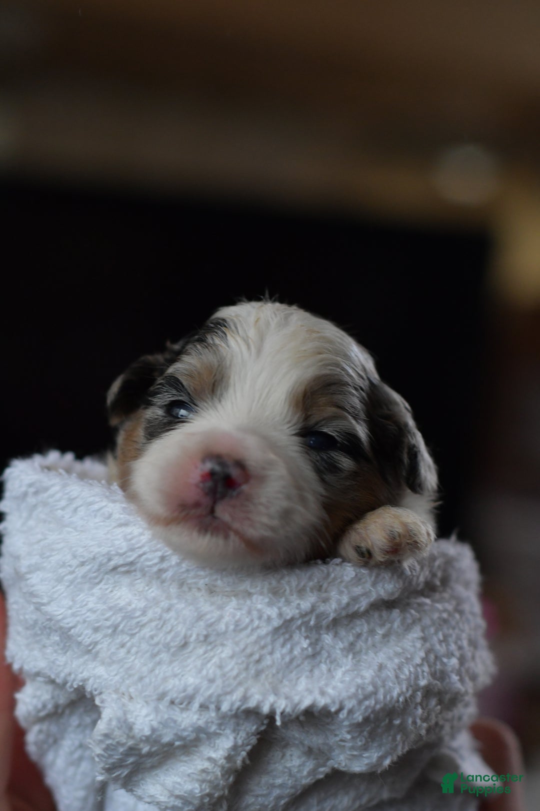 Mini Aussiedoodle dogs for sale: Cash - Ad 4