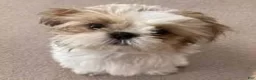 Shihpoo dogs for sale: Shihpoo 1 - Ad 2