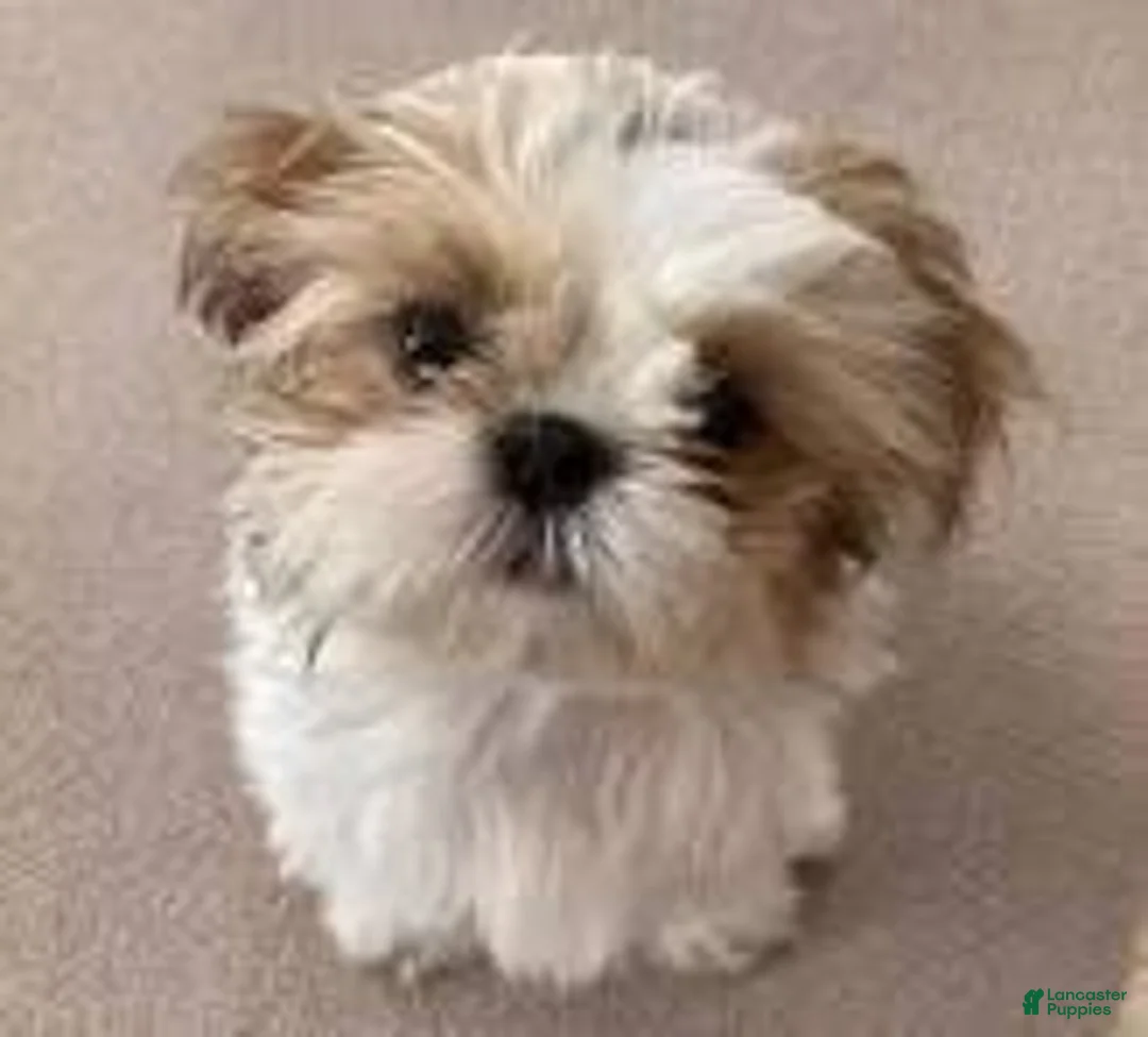 Shihpoo dogs for sale: Shihpoo 1 - Ad 2