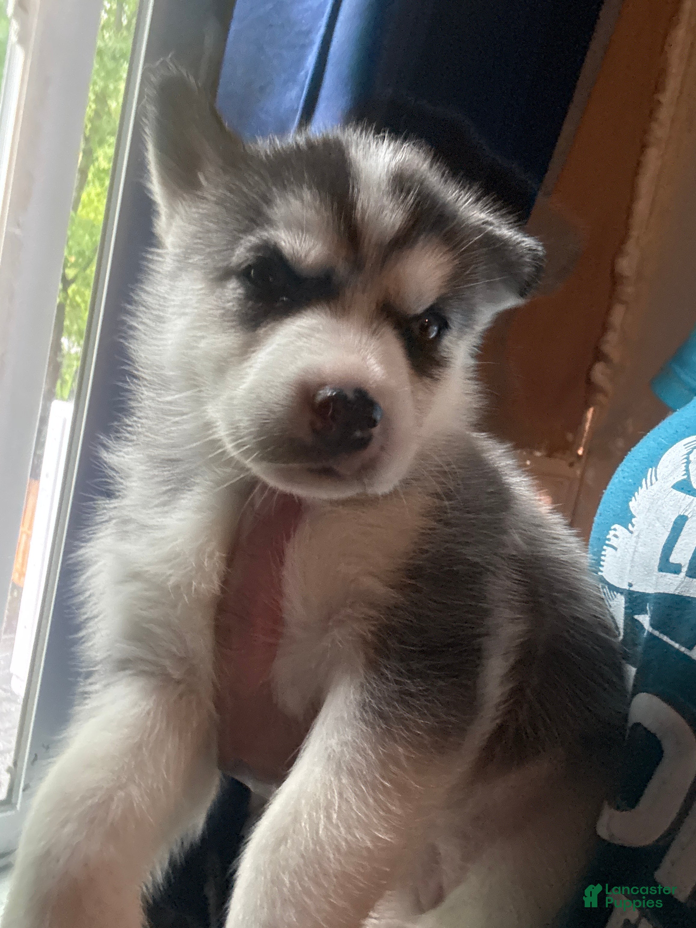 Siberian Husky dogs Siberian Husky Puppy 5 - Ad 38
