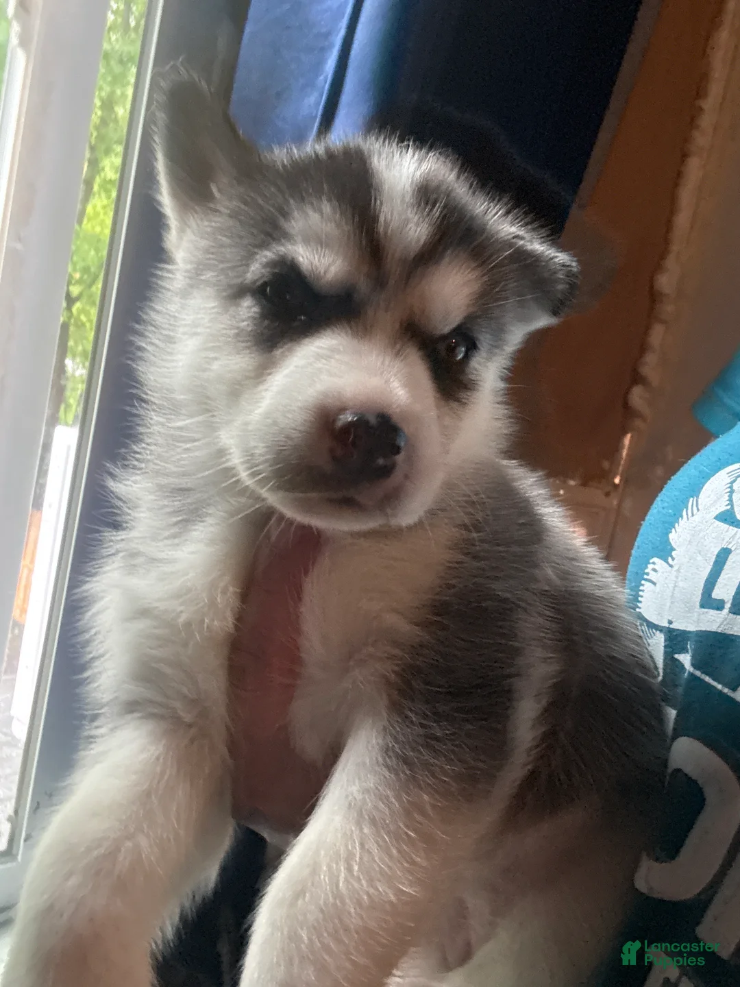 Siberian Husky dogs for sale: Siberian Husky Puppy 5 - Ad 1