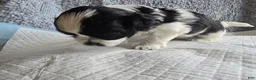 Shih Tzu dogs for sale: Halo - Ad 2