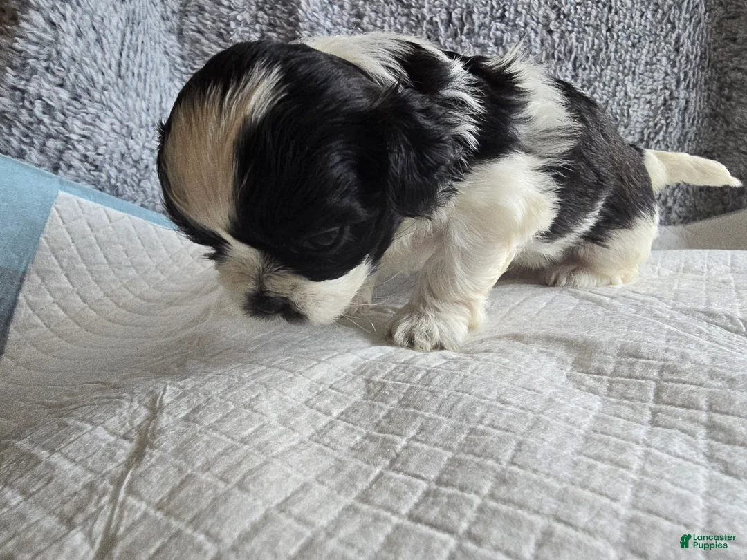 Shih Tzu dogs for sale: Halo - Ad 2