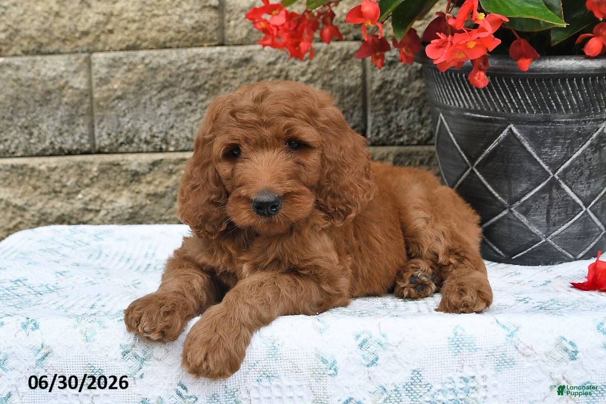 Goldendoodle dogs Jasper - Ad 2