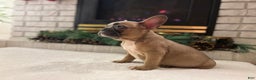 French Bulldog dogs for sale: Lucy - Ad 1