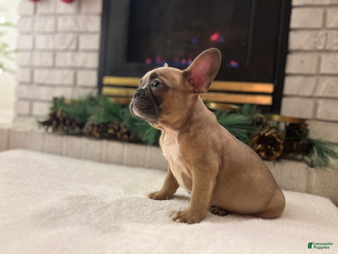 French Bulldog dogs for sale: Lucy - Ad 1
