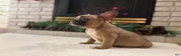 French Bulldog dogs for sale: Lucy - Ad 1