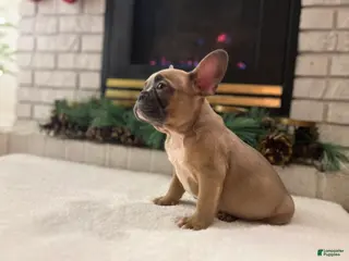 French Bulldog dogs Lucy - Ad 41