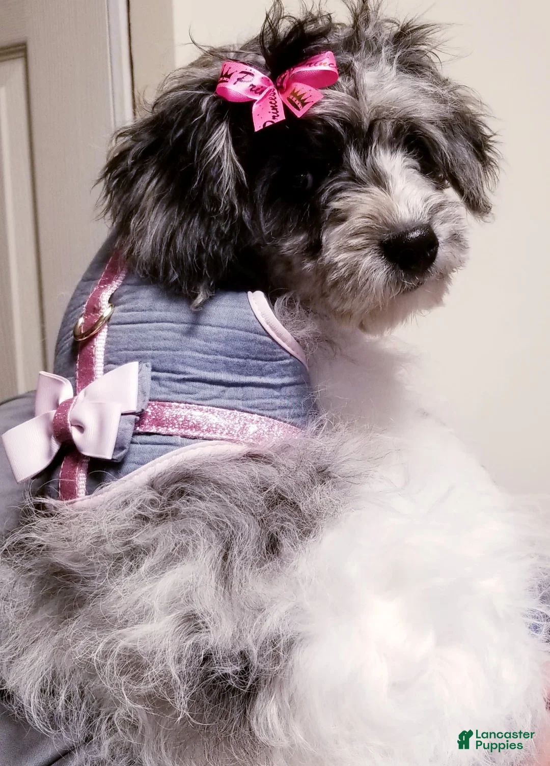 Gallery Image {{count}}