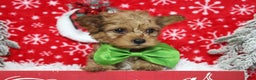 Yorkiepoo dogs for sale: Punkin  - Ad 2