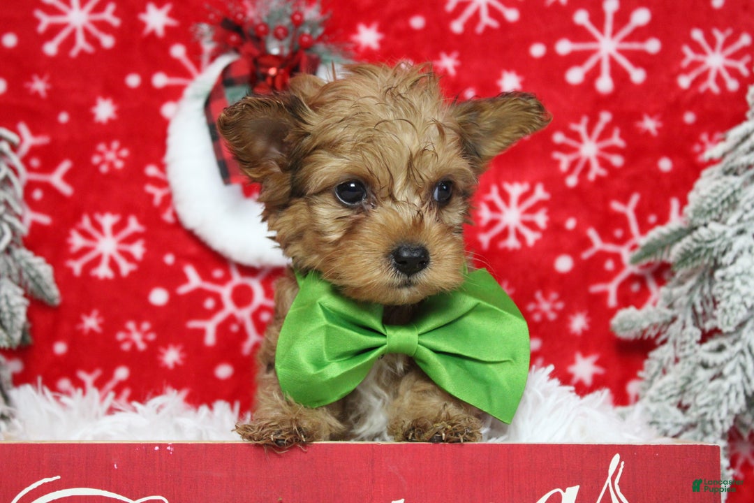 Yorkiepoo dogs for sale: Punkin  - Ad 2