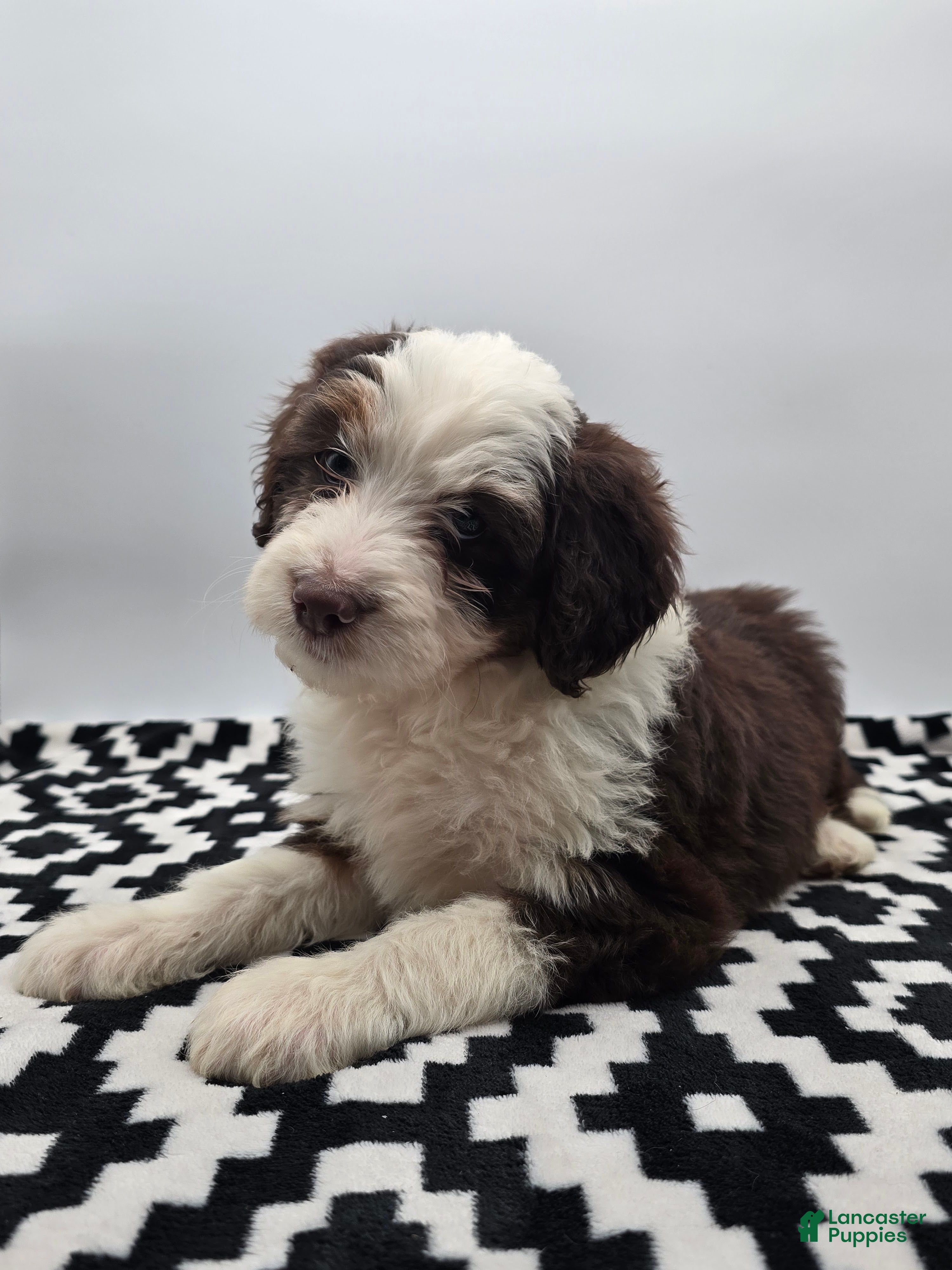 Aussiedoodle dogs Macey - Ad 1