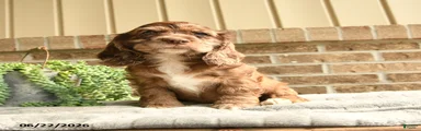 Chester