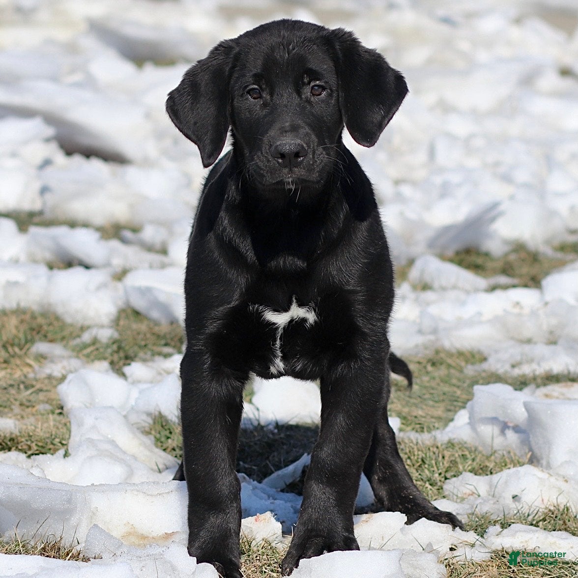 Mixed Breed dogs Leo - Ad 1