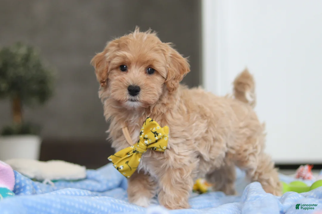 Havapoo dogs for sale: Cooper - Ad 3