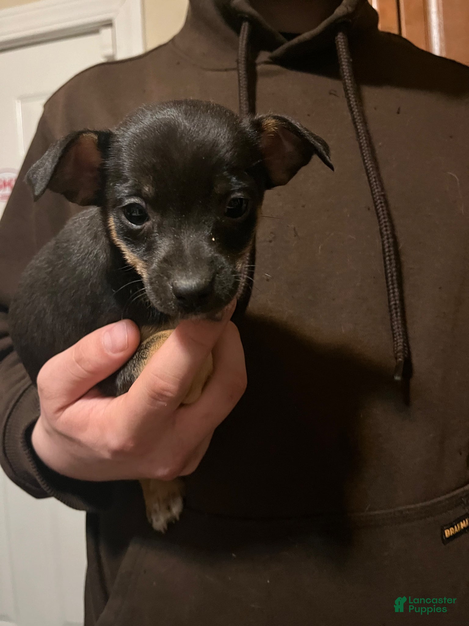 Chihuahua dogs Tiny Kent-REGISTERED  - Ad 19