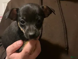 Chihuahua dogs Tiny Kent-REGISTERED - Ad 19