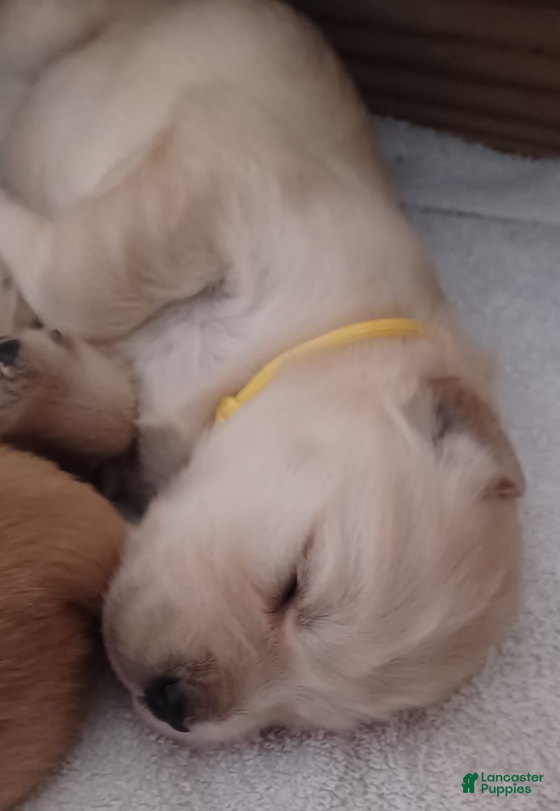 Golden Retriever dogs Golden Retriever Puppy Ms. Yellow Lady - Ad 26
