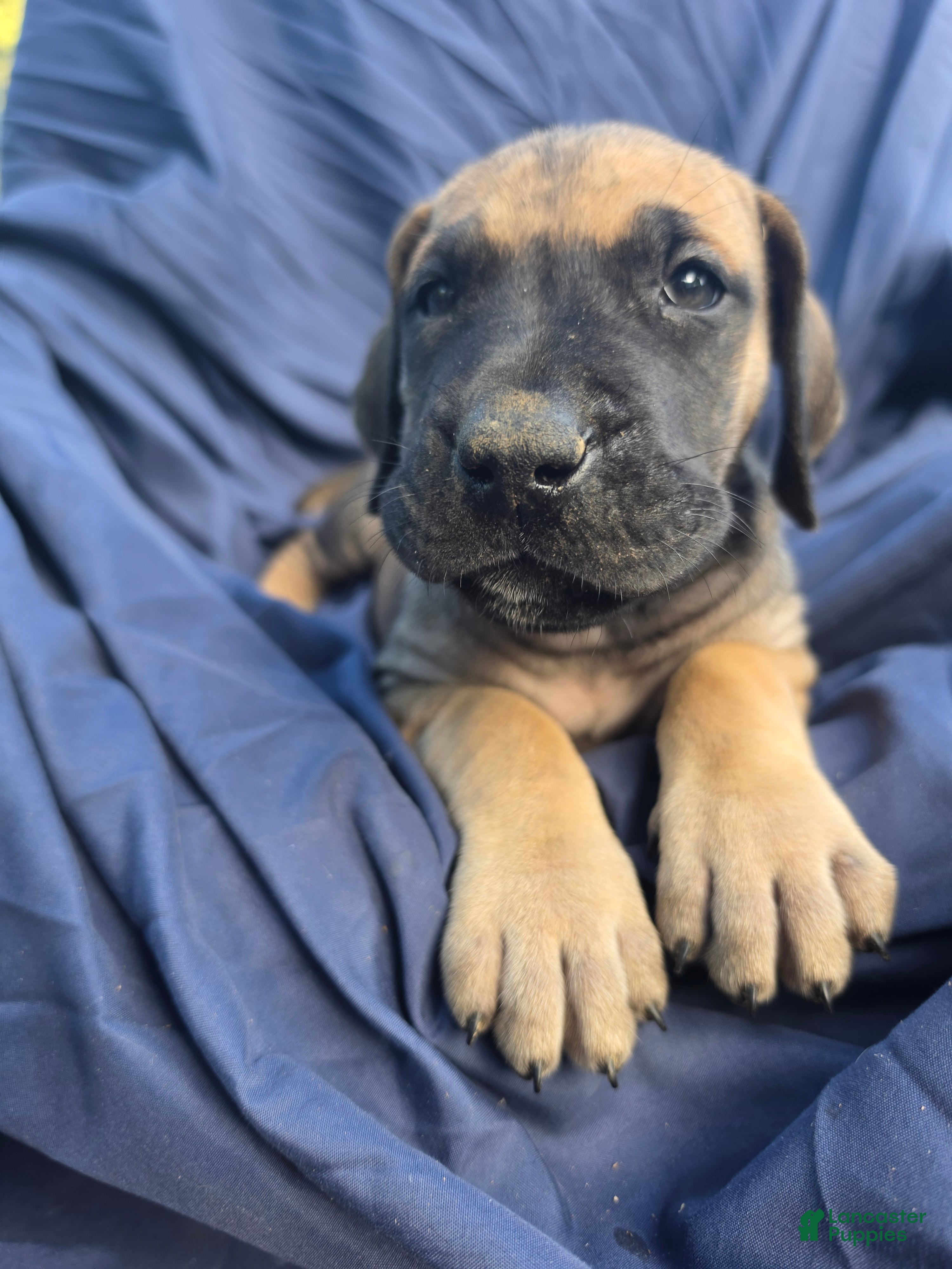 Great Dane dogs for sale: Amara - Ad 2
