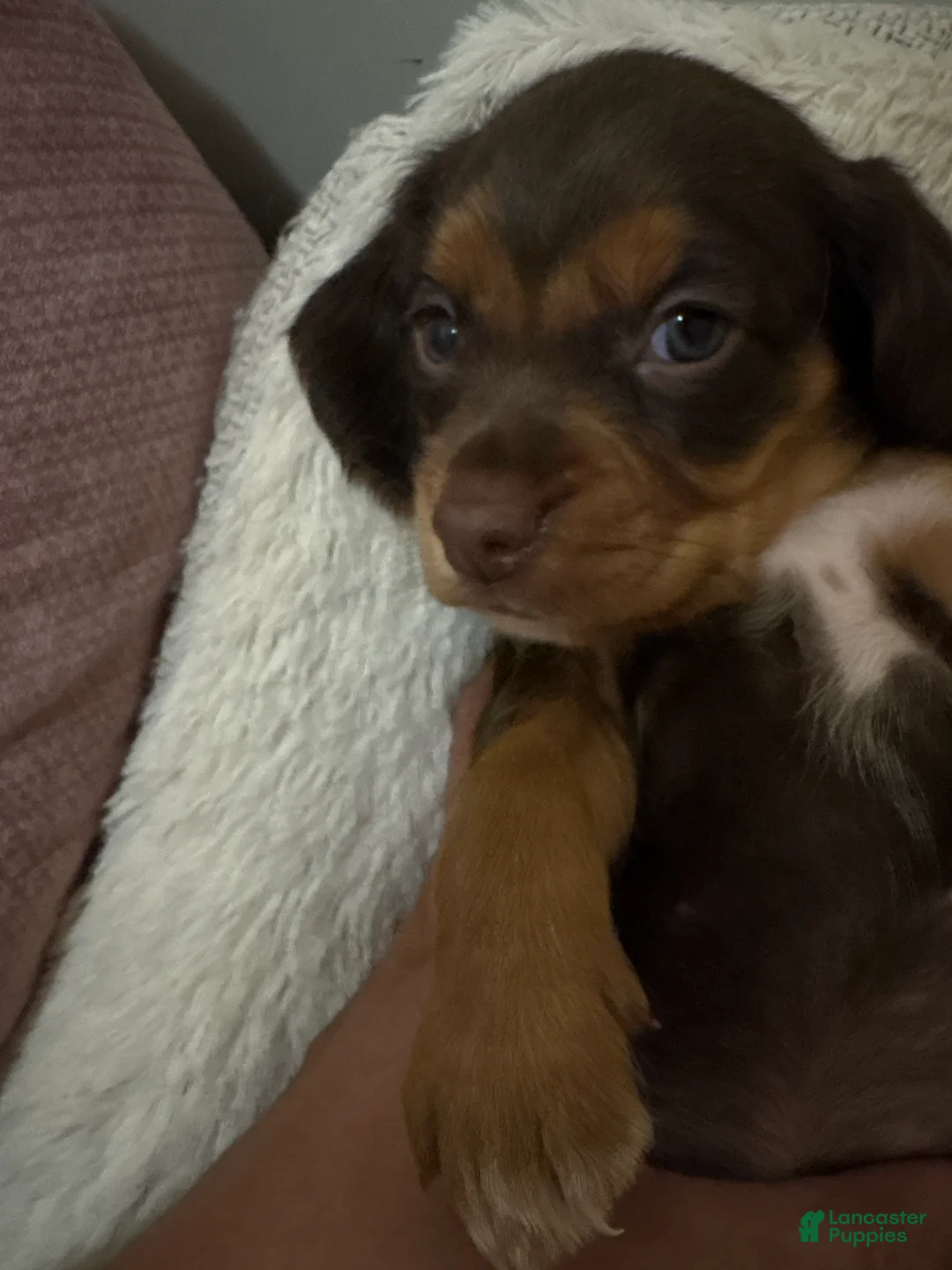 Cocker Spaniel dogs for sale: Cocker Spaniel Puppy 1 - Ad 3